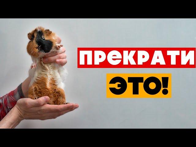 20 вещей, которые ненавидят МОРСКИЕ СВИНКИ