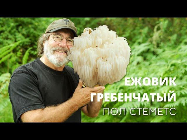 Миколог Пол Стеметс (Paul Stamets) | Ежовик Гребенчатый