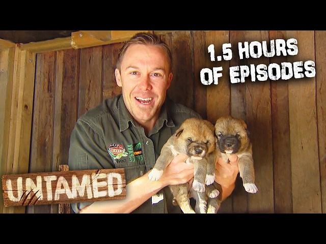 1.5 Hours Of The Wild Life Of Tim Faulkner Full Episodes S2 | Untamed Compilation