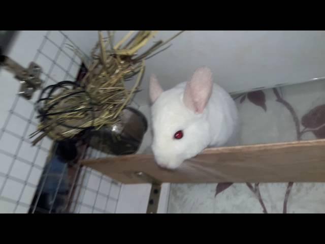 Chinchilla! Its peculiarities and differences from other rodents! How to care for a Chinchilla!