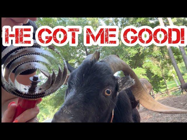 Carl is Missing and Ringo Tries To Take Me Out | Welcome to The Littles Pasture