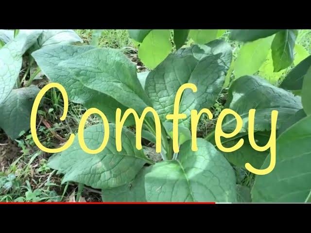 Planting comfrey around the farm