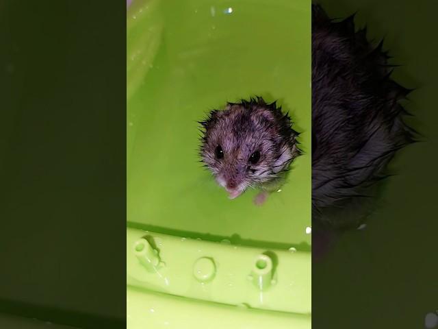 Я хомячок я буль буль #прикол #хомяк