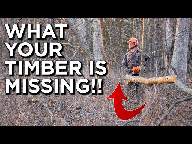 Why EVERYONE Should Do Timber Stand Improvement!