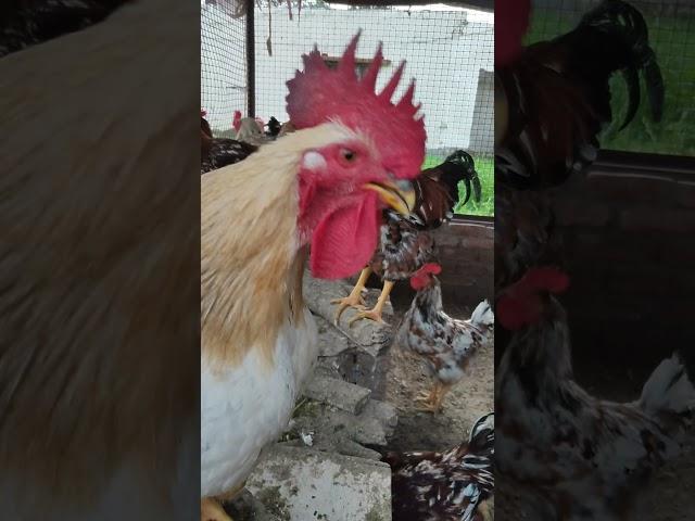 Hen sound  please wait in the end #shorts #hens #rooster  #subscribe ⬇️