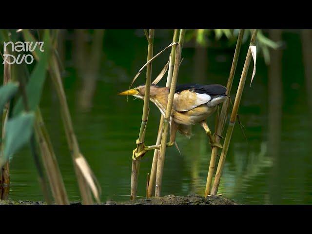 The Secretive Little Bittern (Ixobrychus minutus) Caught In Action