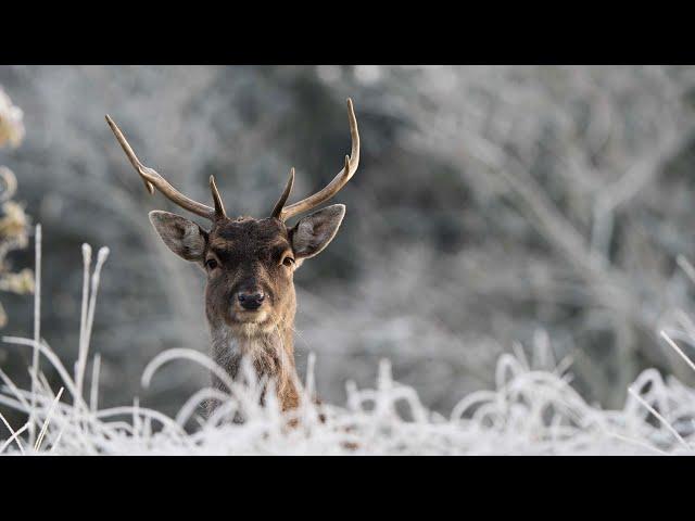 Winter in de Amsterdamse Waterleidingduinen