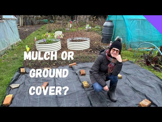 Should I Use Mulch OR Ground Cover - Allotment Beginners UK