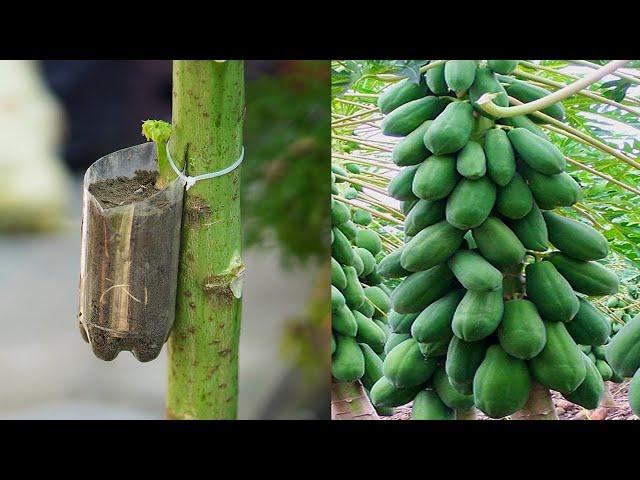 How To Grow Papaya With An Easy Stem, The Method Of Growing Papaya From Cuttings Is 100% Successful