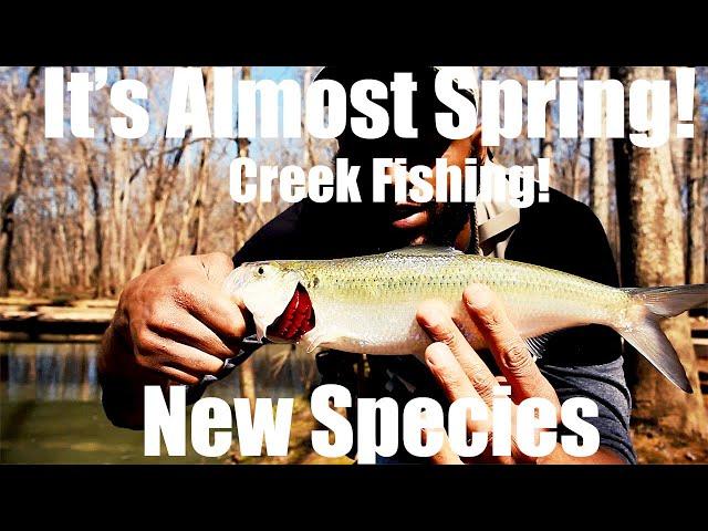 Ultralight Creek Fishing Hays Nature Preserve. Awesome day out on the water multi-species fishing.