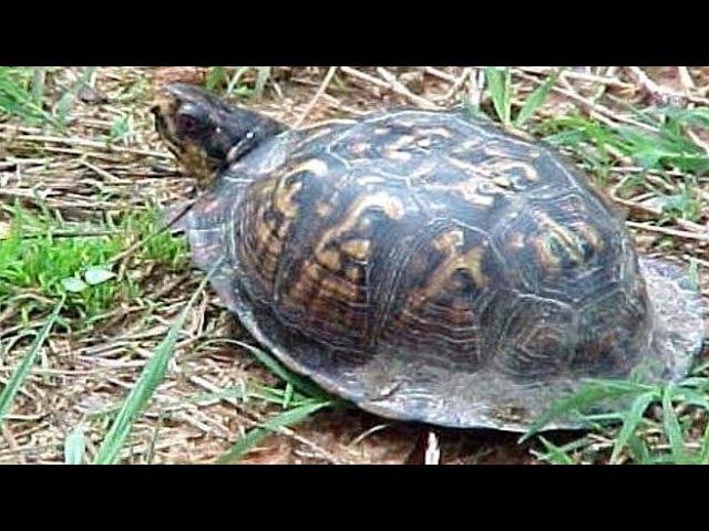 Eastern Box Turtles Are Walking Tanks (Box Turtle Facts)
