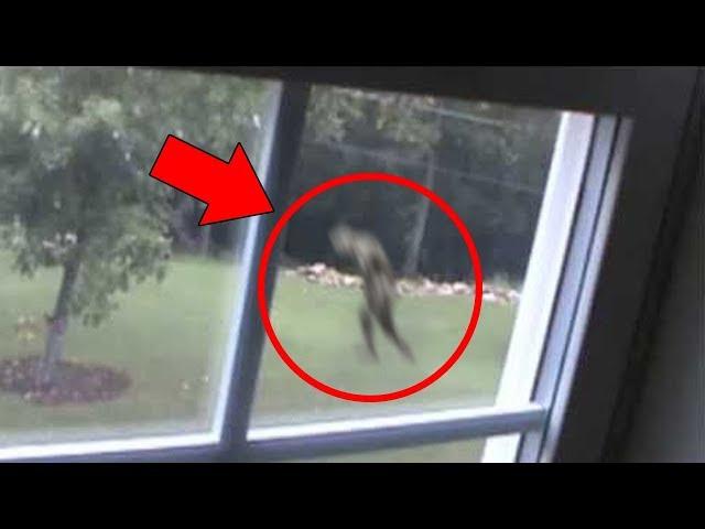 5 Mysterious Creatures Caught on Tape : Top 5 STRANGE Creatures