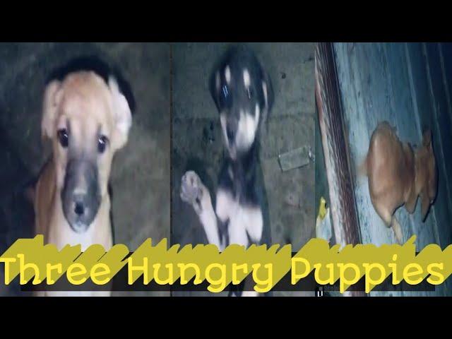 Three Hungry Puppies at night #Puppies #doglover #animals #homelessanimals @animals & Birds 2407