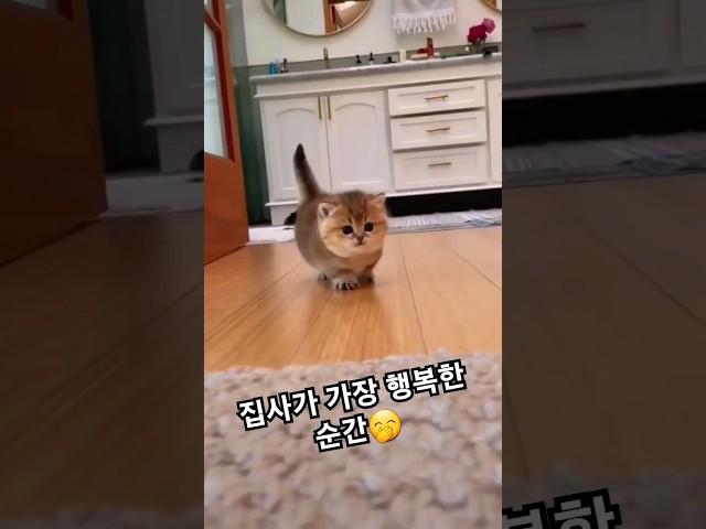 집사가 부르면 달려오는 아깽이 #아깽이 #아기고양이 #귀여운아기고양이 #cutecat #kitty #lovelycats