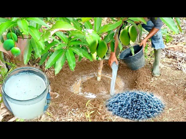 Best Npk Fertilizer For Mango Trees | Best Fertilizer