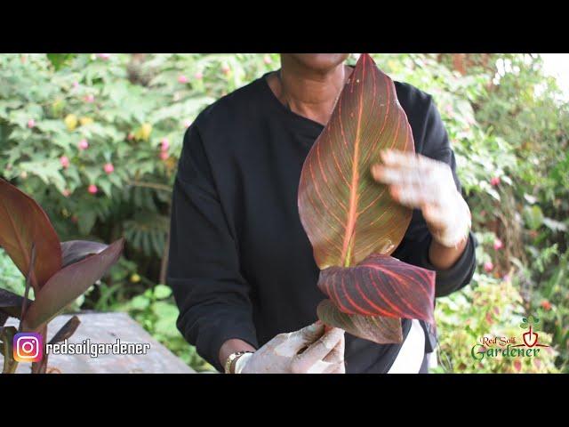 Beginners guide to Canna lily propagation | Dividing the tubers