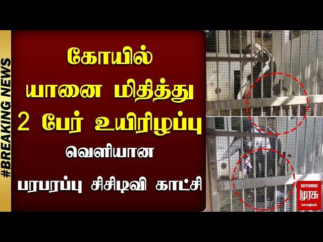 #BREAKING | வெளியான பரபரப்பு சிசிடிவி காட்சி..! | TIRUCHENDUR ELEPHANT ISSUE | MALAIMURASU