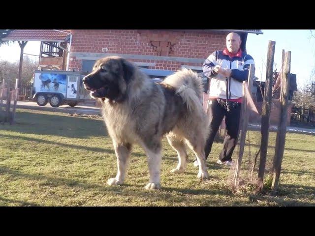 DOG  GIANT  OVER  103 KG   !