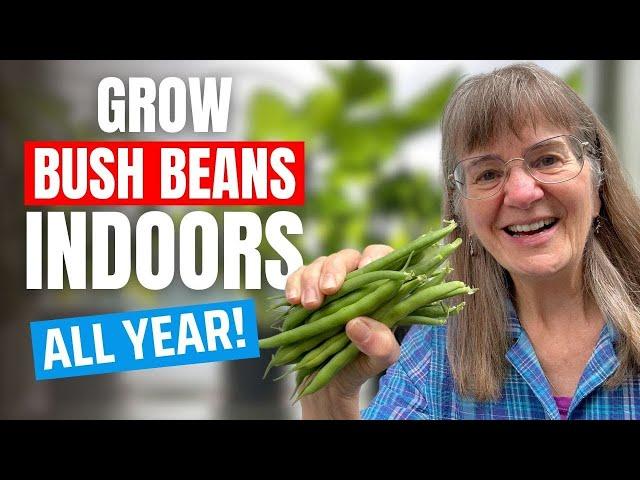 Growing Bush Beans Indoors: Easy, Step-By-Step Tutorial