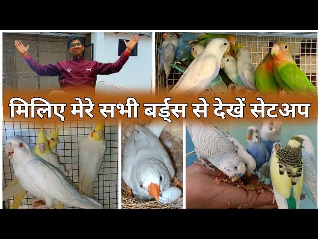 See all my birds || visit Bikaner birds information setup || exotic bird big setup || budgies parrot