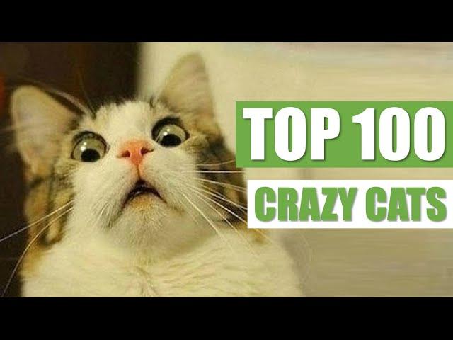 TOP 100 CRAZY CATS