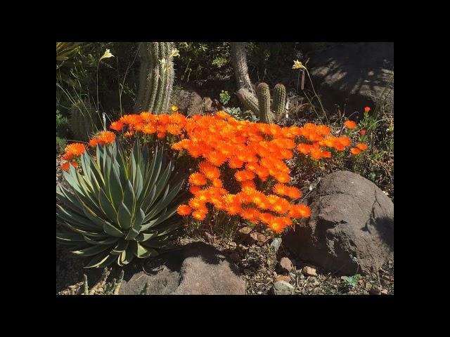 Ruth Bancroft Garden, Walnut Creek
