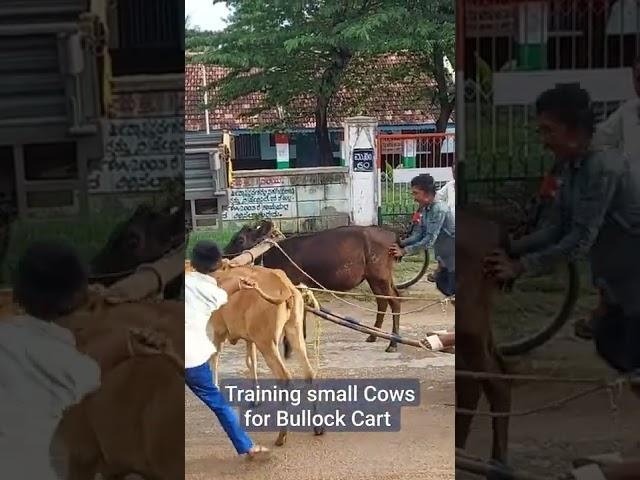 Small boys training small calves for bullock cart