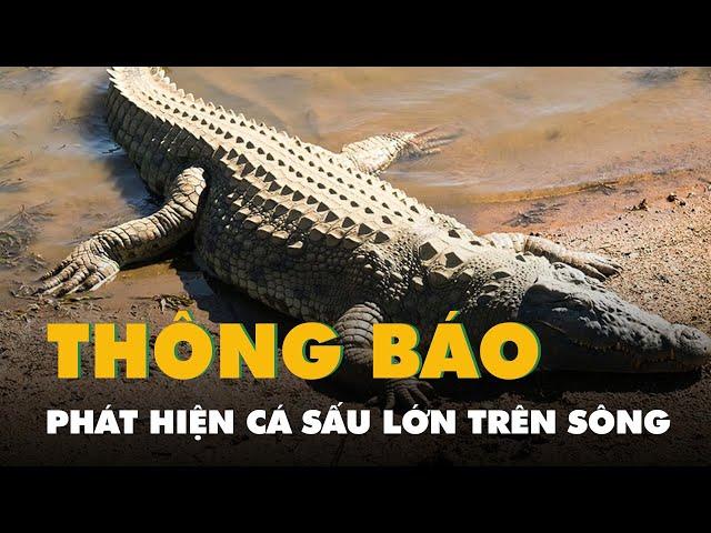 Long An thông báo phát hiện cá sấu lớn trên sông, nghi từ Đồng Tháp bơi sang