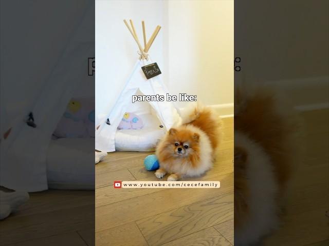 Funny and Cute Pomeranian Videos Compilation (Part 1) | Cece Family