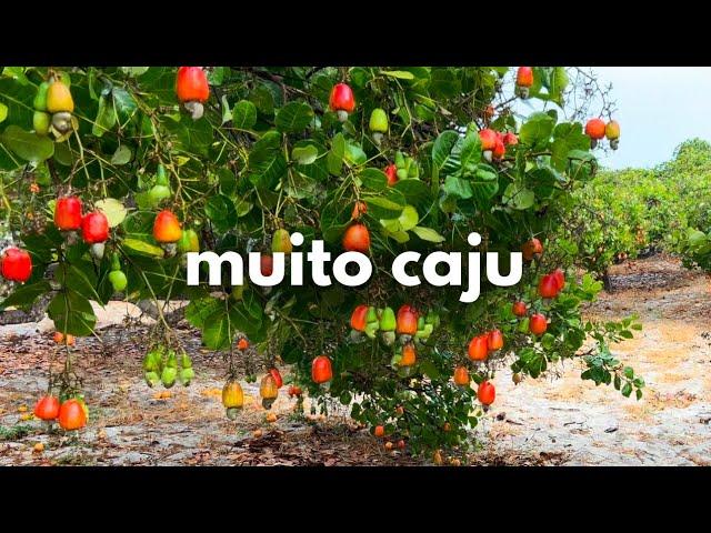 muito caju no Ceará, dia de colheita no sítio, como estão nossos cajueiros ️