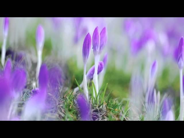 Andre' Rieu -  I Have a Dream -  ABBA