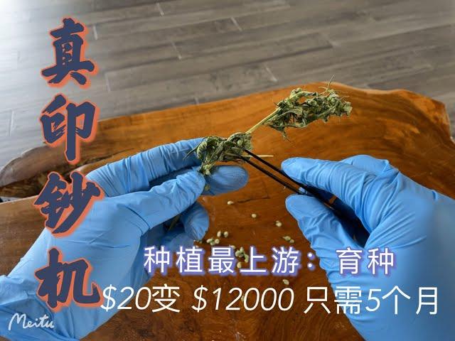 一株大麻/汉麻5个月能产多少种子？揭秘大麻与汉麻行业的印钞术 | 育种有多赚钱