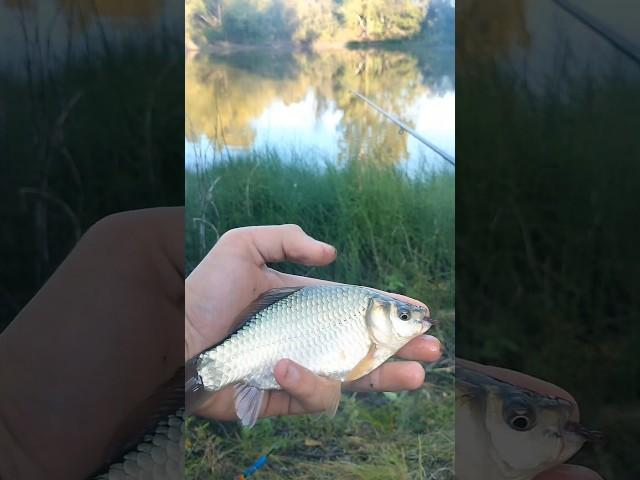 Лучшая рыбалка этого месяца #рыбалка #fishing #nature #природа #мотоцикл #карась #лето #вечер