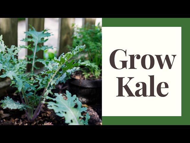 Growing Kale for Beginners