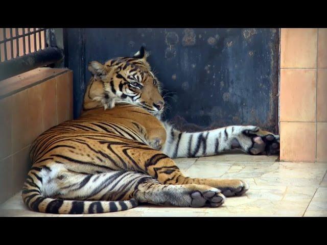 Amputee Tiger Saved From Poachers | Tigers About The House: What Happened Next | BBC Earth