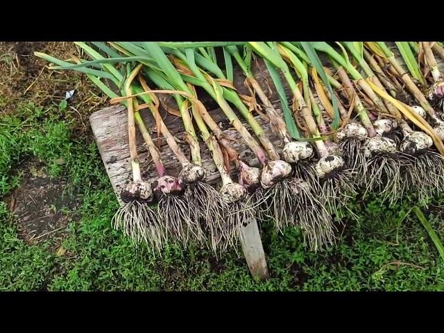 Выкопала чеснок, крупный / Блюдо из кабачка /