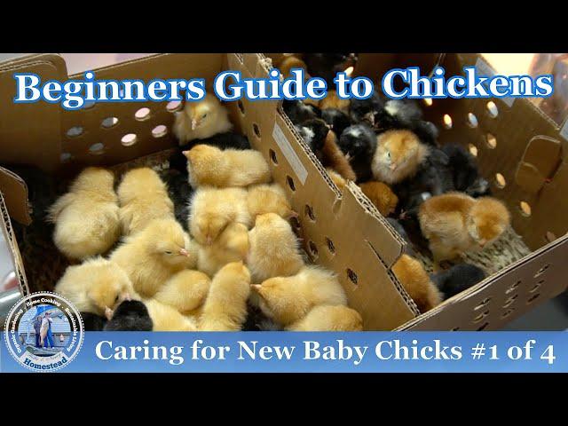 How to Raise Baby Chickens  (#1 0f 4) - RAISING CHICKENS 101