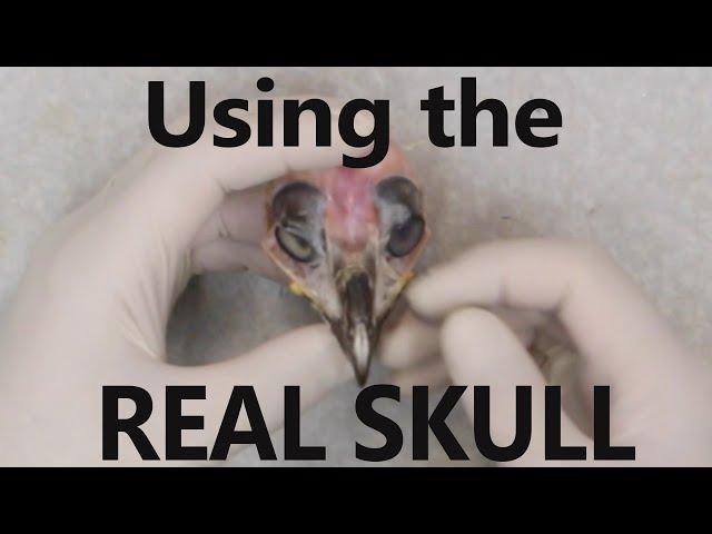 How to prepare the REAL SKULL. ... Art of Taxidermy.