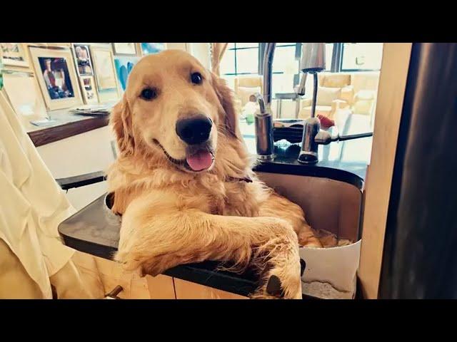 100% Funny Golden Retrievers Dog Videos will make you laugh your HEAD OF 