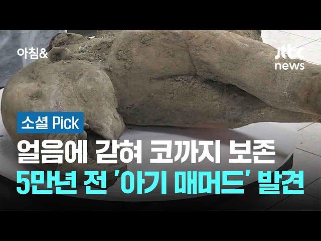 얼음에 갇혀 코까지 보존…5만년 전 '아기 매머드' 발견 #소셜픽 / JTBC 아침&