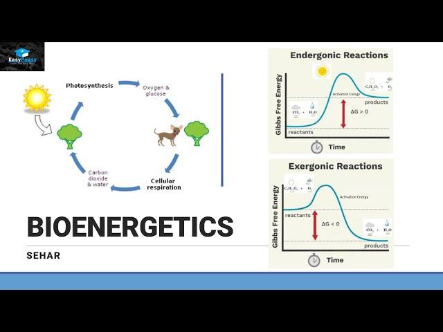 Introduction of Bioenergetics Part 1