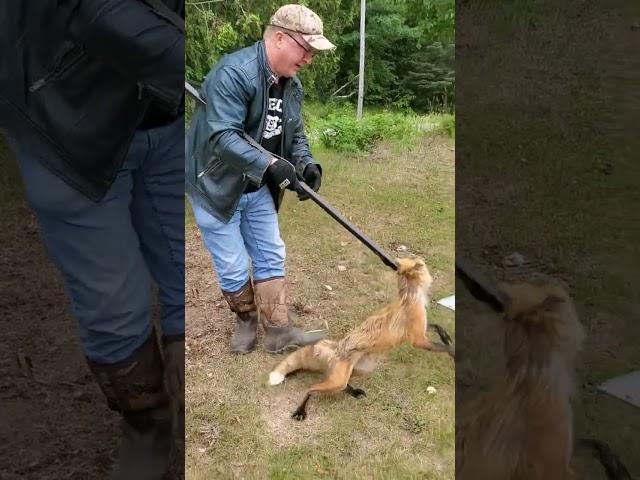 Trapper Releases Fox Unharmed! #easterncoyote #hunting #fox #catch #release