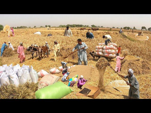 Incredible Traditional Village Life Pakistan | Wheat Harvesting with Oxen | Old Culture Punjab