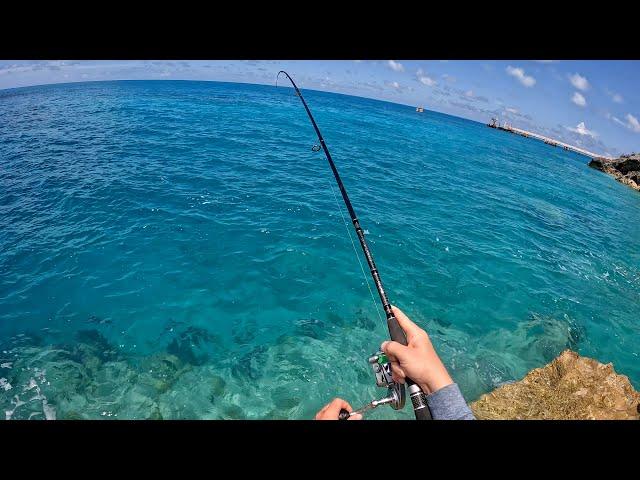 I moved to BERMUDA and the fishing is INSANE