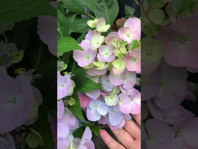 5月13日アジサイ ラグランジア クリスタルヴェール