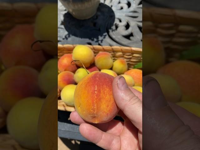 Easy Trick to Ripening Peaches after Picking