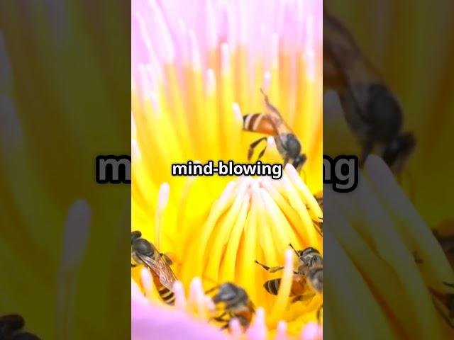  The Amazing Waggle Dance – How Bees Communicate! 
