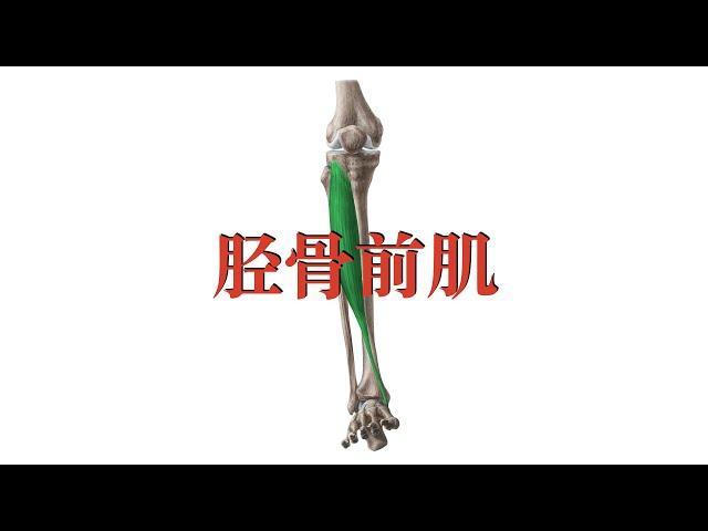 胫骨前肌  tibialis anterior