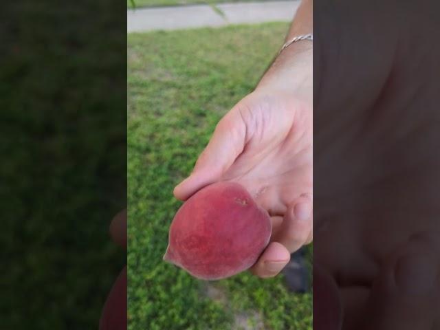 Massive peach harvest from our old mystery peach tree! #texasgarden #gardenharvest #growfruit #peach