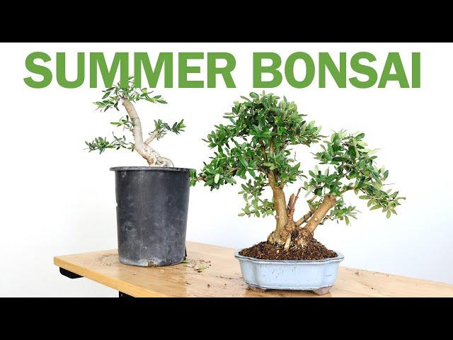 Making an Olive Bonsai in 4 Months over the Summer